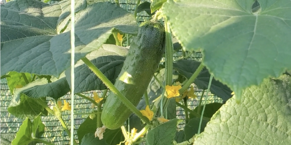 Засолочный Лучшие сорта огурцов для засолки: «Засолочный»