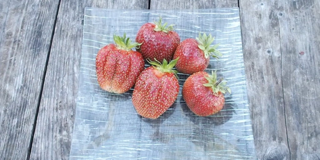 «Зенга зенгана»