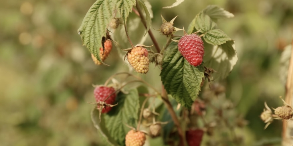 Лучшие сорта ремонтантной малины: «жаклин»