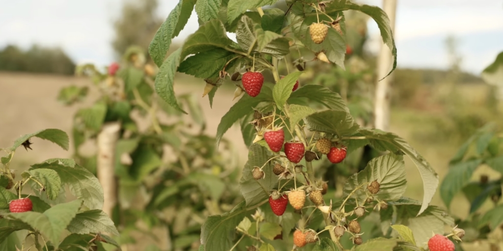 Лучшие сорта ремонтантной малины: «зюгана»