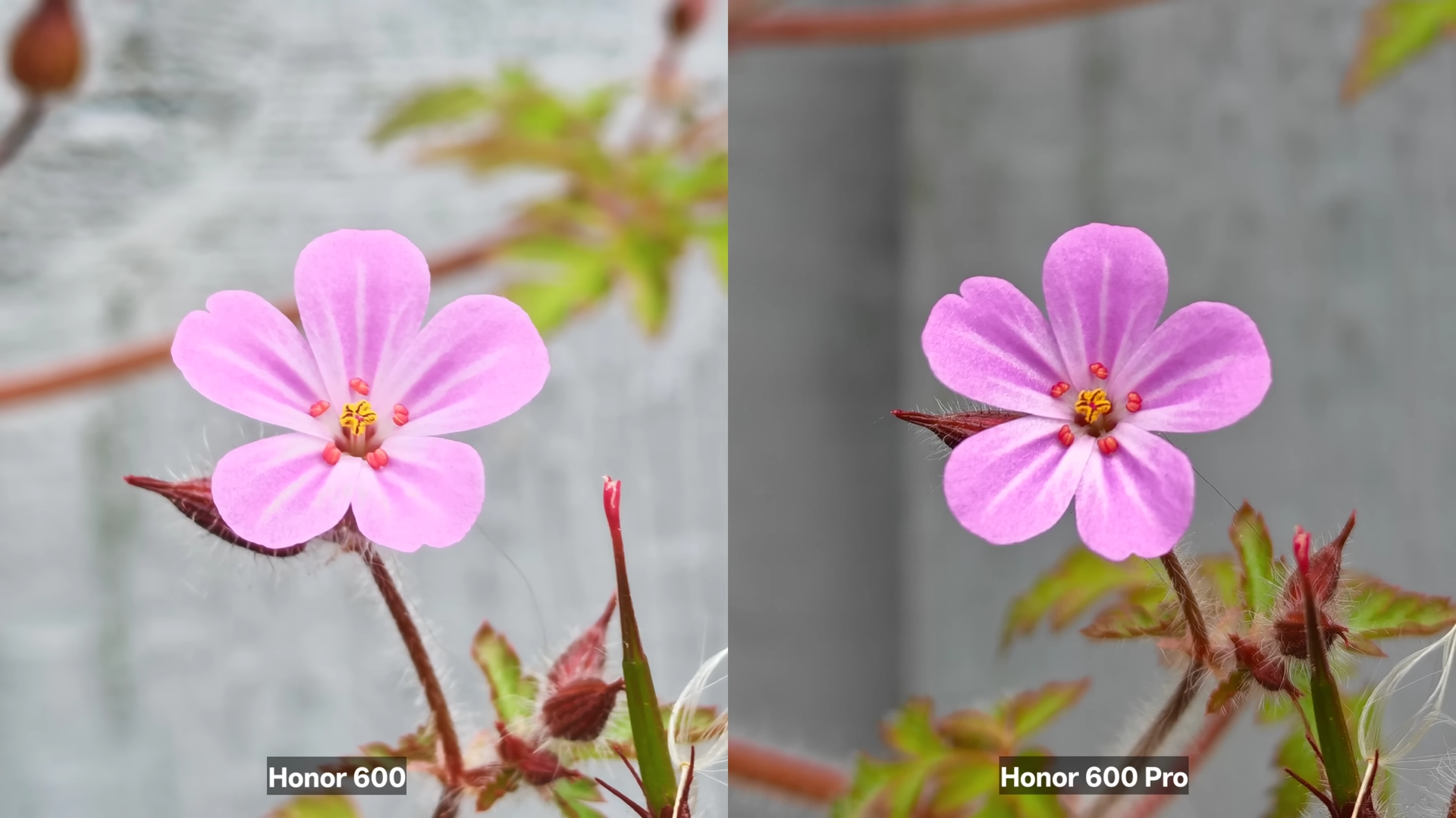 Honor 600 и Honor 600 Pro Что лучше — Honor 600 или Honor 600 Pro: камера