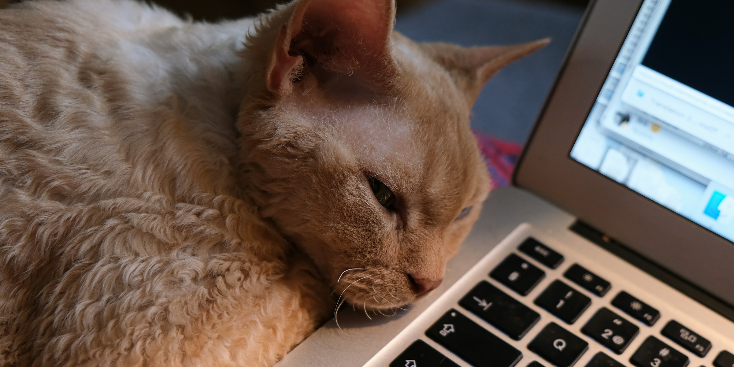 PurrPad