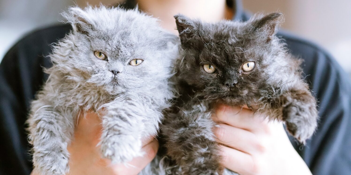 Кошки-барашки: 9 кудрявых пород с невероятно мягкой шерстью